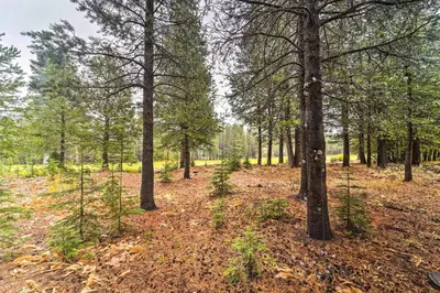 a forest of trees with leaves on the ground at Bikes, Grill and Views Luxe Truckee Cabin! in Truckee
