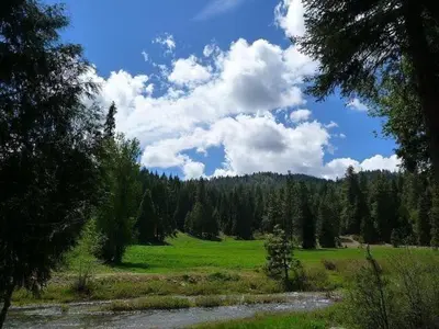 a grassy field with a river and trees in the background at Big Creek Inn in Fish Camp