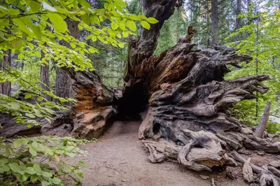 a large tree stump on a trail in a forest at Hikers Haven in Arnold