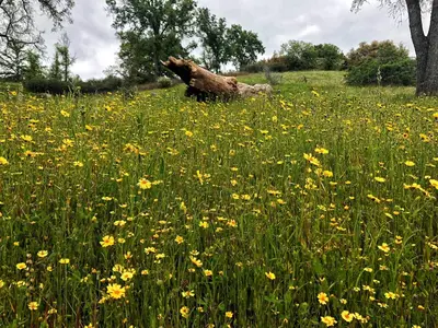 a field of flowers with a dog in the middle at Sequoia Resort in Badger
