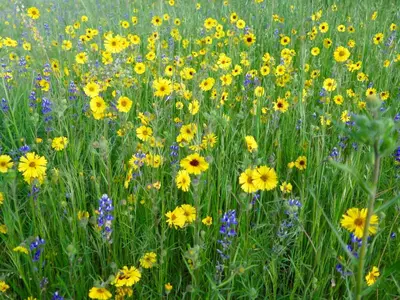 a field filled with lots of yellow and purple flowers at Sequoia Resort in Badger