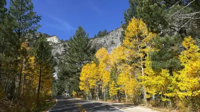 a road with yellow trees on the side of a mountain at Sunny, Spacious & Pet Friendly - Creekside #39 in Bear Valley