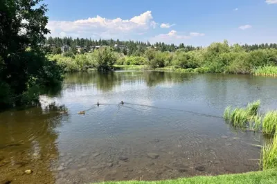 three ducks in the water on a river at Snowcreek 625 in Mammoth Lakes