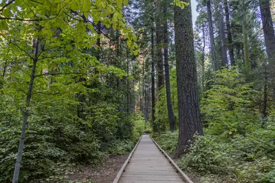 a wooden boardwalk in the middle of a forest at Hidden Haven in Arnold