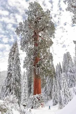 a tree in the snow with a person standing next to it at Sweet getaway in private Giant Sequoia Grove! in Springville