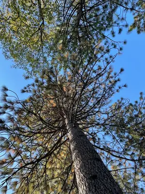 a tall pine tree looking up into the sky at Cozy Cabin in Arnold ! in Arnold