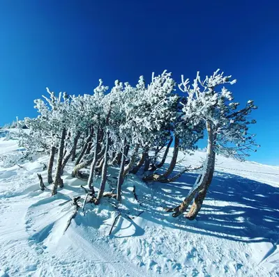 a group of trees covered in snow on a snow covered slope at Mammoth Awesome Location-1 min to Shuttles & Food! TOML-CPAN-11402 in Mammoth Lakes