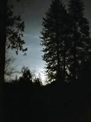 a group of trees with the moon in the background at O'Brien's Oasis in Miramonte