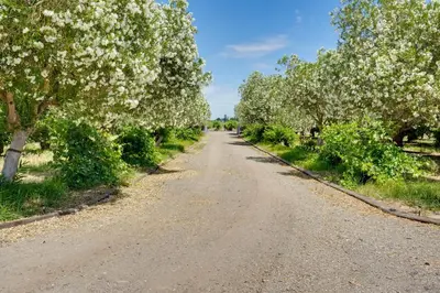 an empty road with flowering trees on either side at Charming Lodi Retreat Walk to Local Wineries in Lodi