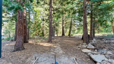 a wooded area with trees and a dirt trail at Ember by AvantStay Majestic Entertainers Home w Pine Tree Views Close to Meeks Bay in Tahoma Meadows