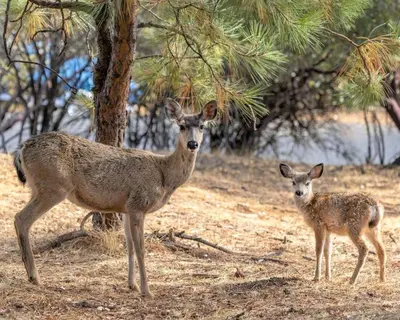 two deer standing in a field near a tree at The Big Easy Lakefront Cabin in Groveland