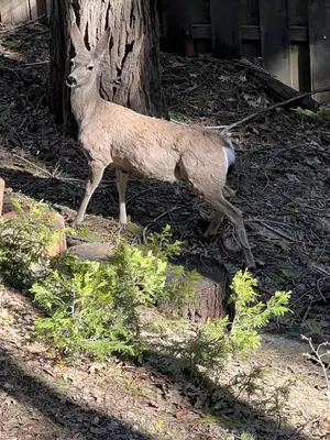 a deer is standing next to a tree at Cozy Sequoia Forest Cabin near Lake Isabella in Wofford Heights