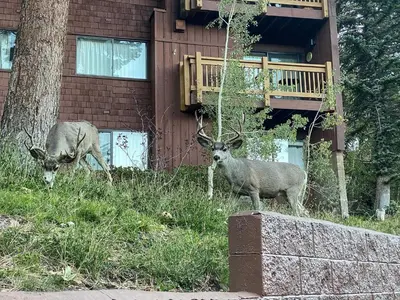 two deer standing in the grass in front of a house at Walk to Canyon Lodge! Ski back! Modern Space in Mammoth Lakes