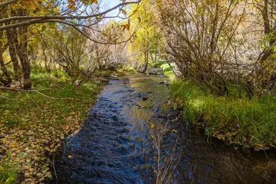 a small stream of water with trees and grass at Creekhouse 1551 in Mammoth Lakes