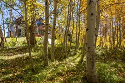a path through a forest with a house in the background at Creekhouse 1551 in Mammoth Lakes