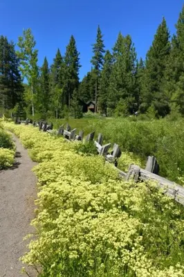 a field of flowers next to a dirt road at Lake Tahoe Leisure in Carnelian Bay