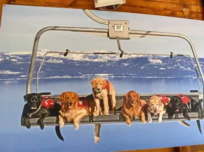 a group of dogs sitting on a ski lift at Ski In/Out - Zalanta - Great Location- 2 Hot Tubs - Heated Pool in South Lake Tahoe