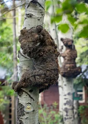 a stuffed animal on the side of a tree at Desolation Hotel Hope Valley in Markleeville