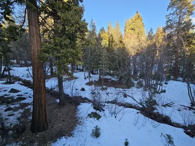 a forest with snow on the ground and trees at Forest View Townhouse home in Kings Beach