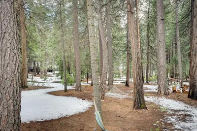 a forest with snow on the ground and trees at Renovated Pioneer Home in Serene Wooded Setting! in Pioneer