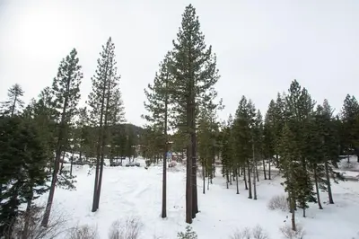 a group of pine trees in the snow at One BDR at Northstar Walk to Village in Truckee