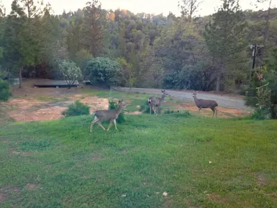 three deer standing in a field of grass at Black Oak Hill Vista near Yosemite - mountain views & starry night sky in Mariposa