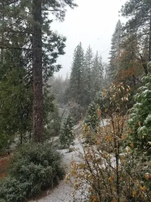a snowy path in a forest with christmas trees at Uncle Grizz's Cabin...get intouch with nature in Bass Lake Annex